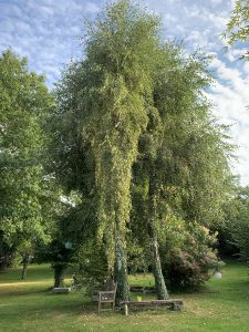 Mon bouleau me fait de l’œil. Ne trouvez-vous pas qu’il a l’air d’un immense mammouth laineux ? © Angibous-Esnault 2021