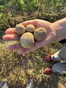 Géodes de calcaire parsemant le champ en face de chez moi (Reculet 78) © Angibous-Esnault 2020